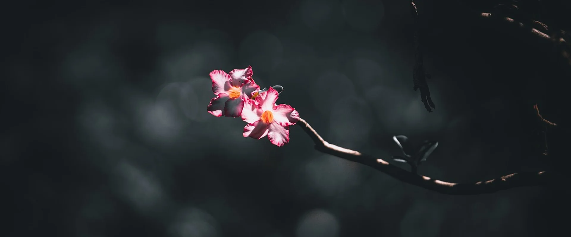 c7娱乐娱乐平台